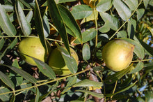 Load image into Gallery viewer, California Black Walnut | XL Tree Seedling | The Jonsteen Company