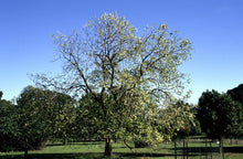 Load image into Gallery viewer, California Black Walnut | XL Tree Seedling | The Jonsteen Company