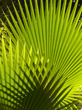Load image into Gallery viewer, Palm Tree | California Fan Palm | The Jonsteen Company