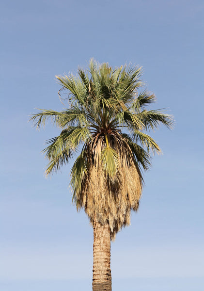 Palm Tree | California Fan Palm | The Jonsteen Company