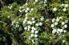 Load image into Gallery viewer, California Juniper | Mini-Grow Kit | The Jonsteen Company
