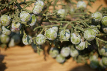 Load image into Gallery viewer, California Juniper | Mini-Grow Kit | The Jonsteen Company
