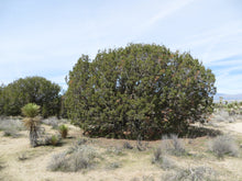 Load image into Gallery viewer, California Juniper | Mini-Grow Kit | The Jonsteen Company