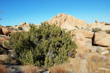 Load image into Gallery viewer, California Juniper | Mini-Grow Kit | The Jonsteen Company