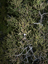 Load image into Gallery viewer, California Juniper | Mini-Grow Kit | The Jonsteen Company