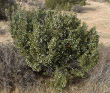 Load image into Gallery viewer, California Juniper | Mini-Grow Kit | The Jonsteen Company