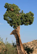 Load image into Gallery viewer, California Juniper | Mini-Grow Kit | The Jonsteen Company