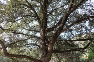 Oaks of California | Collection of 5 Seedlings | The Jonsteen Company