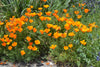 California Poppy | The Jonsteen Company