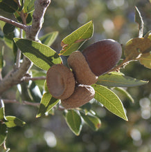 Load image into Gallery viewer, Canyon Live Oak | Medium Tree Seedling | The Jonsteen Company