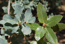 Load image into Gallery viewer, Canyon Live Oak | Medium Tree Seedling | The Jonsteen Company