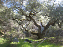 Load image into Gallery viewer, Canyon Live Oak | Lot of 30 Tree Seedlings | The Jonsteen Company