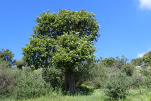 Load image into Gallery viewer, Carob Tree | The Jonsteen Company