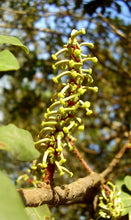 Load image into Gallery viewer, Carob Tree | The Jonsteen Company