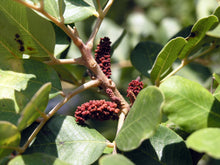 Load image into Gallery viewer, Carob Tree | The Jonsteen Company