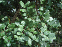 Load image into Gallery viewer, Carob Tree | The Jonsteen Company