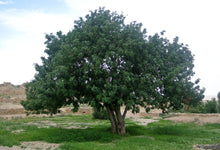 Load image into Gallery viewer, Carob Tree | The Jonsteen Company
