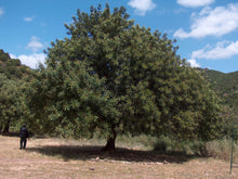 Load image into Gallery viewer, Carob Tree | The Jonsteen Company