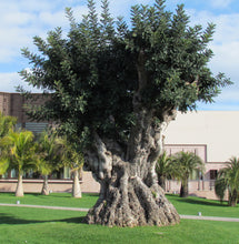 Load image into Gallery viewer, Carob Tree | The Jonsteen Company