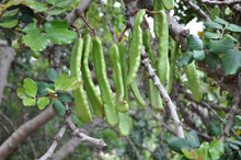 Load image into Gallery viewer, Carob Tree | The Jonsteen Company