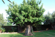 Load image into Gallery viewer, Carob Tree | The Jonsteen Company