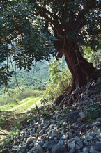 Load image into Gallery viewer, Carob Tree | The Jonsteen Company