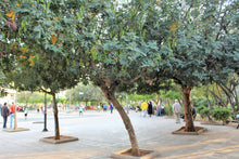 Load image into Gallery viewer, Carob Tree | The Jonsteen Company