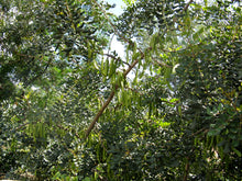 Load image into Gallery viewer, Carob Tree | The Jonsteen Company