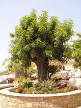 Load image into Gallery viewer, Carob Tree | The Jonsteen Company