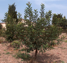 Load image into Gallery viewer, Carob Tree | The Jonsteen Company