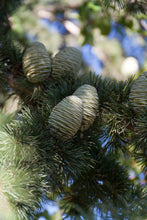 Load image into Gallery viewer, Cedar of Lebanon | Medium Tree Seedling | The Jonsteen Company