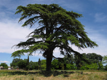 Load image into Gallery viewer, Cedar of Lebanon | Medium Tree Seedling | The Jonsteen Company