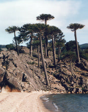 Load image into Gallery viewer, Chilean Monkey Puzzle | Medium Tree Seedling
