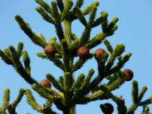 Load image into Gallery viewer, Chilean Monkey Puzzle | Medium Tree Seedling | The Jonsteen Company