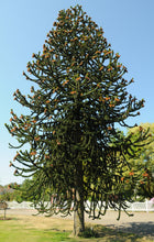 Load image into Gallery viewer, Chilean Monkey Puzzle | Medium Tree Seedling | The Jonsteen Company