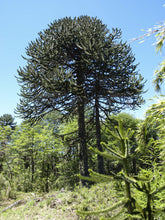 Load image into Gallery viewer, Chilean Monkey Puzzle | Medium Tree Seedling | The Jonsteen Company