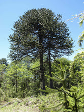 Load image into Gallery viewer, Chilean Monkey Puzzle | Large Tree Seedling | The Jonsteen Company