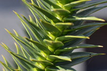 Load image into Gallery viewer, Chilean Monkey Puzzle | Large Tree Seedling | The Jonsteen Company