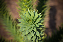 Load image into Gallery viewer, Chilean Monkey Puzzle | Large Tree Seedling | The Jonsteen Company