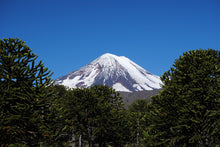 Load image into Gallery viewer, Chilean Monkey Puzzle | Large Tree Seedling | The Jonsteen Company