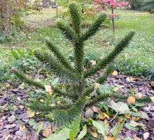 Load image into Gallery viewer, Chilean Monkey Puzzle | Large Tree Seedling | The Jonsteen Company