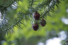 Load image into Gallery viewer, China Fir | Medium Tree Seedling | The Jonsteen Company