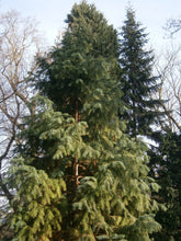 Load image into Gallery viewer, China Fir | Medium Tree Seedling | The Jonsteen Company