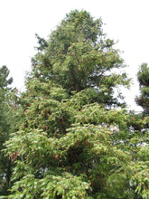 Load image into Gallery viewer, China Fir | Medium Tree Seedling | The Jonsteen Company