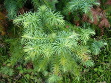 Load image into Gallery viewer, China Fir | Medium Tree Seedling | The Jonsteen Company