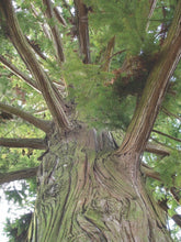 Load image into Gallery viewer, China Fir | Medium Tree Seedling | The Jonsteen Company