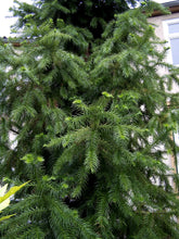 Load image into Gallery viewer, China Fir | Small Tree Seedling | The Jonsteen Company