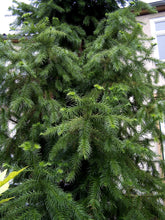 Load image into Gallery viewer, China Fir | Medium Tree Seedling | The Jonsteen Company