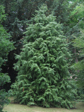 Load image into Gallery viewer, China Fir | Medium Tree Seedling | The Jonsteen Company