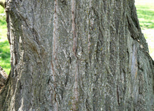 Load image into Gallery viewer, Chinese Chestnut | Medium Tree Seedling | The Jonsteen Company